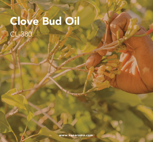 Aceite de Aromaterapia con Aroma Natural de Capullo de Clavo (CL-380) Van Aroma - Product Image 2