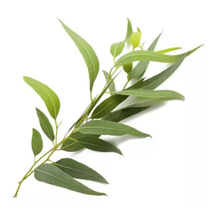 Eucalyptus Oil 80% | Bulk Supplier Premium Essential Oil Wholesale OEM Private Label Manufacturer - Product Image 5