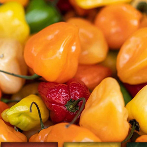 Piment Habanero frais et naturel à 100 %, 10 kg disponible à la vente - Product Image 2