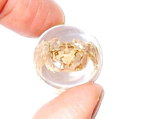 <b>Crab</b> Real Specimen Plastic Cabochon Round 25x25 mm on Clear Flat Bottom for Crafts and Jewelry Making - Product Image 2
