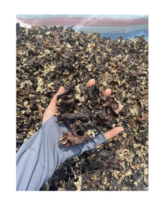 Champignons d'Oreille de Bouddha Séchés (Fonge Noire) pour l'Export en Gros – Champignons Comestibles Naturels Nettoyés et Séchés au Soleil pour la Distribution Mondiale - Product Image 1