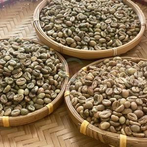 ดรายเอ็กซ์เพอร์ท เฟิร์ม ฟาร์ม เวียดนาม โรบัสต้า เมล็ดกาแฟเขียวแบบฟูลวอช ขายส่งจำนวนมาก สำหรับผู้ส่งออก - Product Image 1