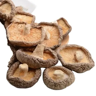 COGUMELO SHIITAKE SECO PREMIUM DO COGUMELO FRESCO SHIITAKE DO VIETNÃ