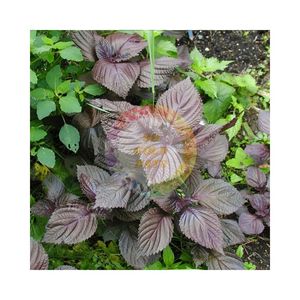 Good Price Purple Perilla Leaf in 100gr 200gr or Bulk Pack 100% Beefsteak Leaves in AD Process Japanese Favorite Shiso Leaves - Product Image 5