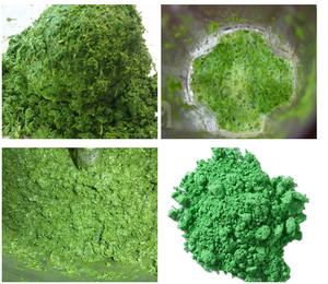 ใบมันสำปะหลังสดแช่แข็งที่100%: คุณภาพสูงพร้อมราคาถูกสำหรับอุตสาหกรรมอาหารโดยตรงจาก99ข้อมูลทองคำในเวียดนาม - Product Image 5