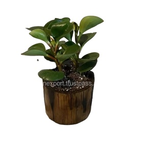Maceta de madera ecológica, elegante y sostenible, adición a cualquier jardín para los amantes de las plantas - Product Image 1
