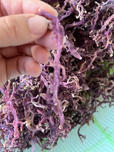 La mejor elección Gold Irish Seamoss Purple Seamoss Careenage de la mejor calidad y buen precio - Product Image 5
