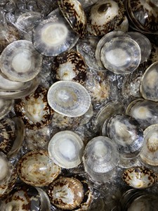 Decorative Vietnam oval limpet seashell for interior <b>wall</b> cladding luxury tile accents featuring selected polished sea shells - Product Image 5