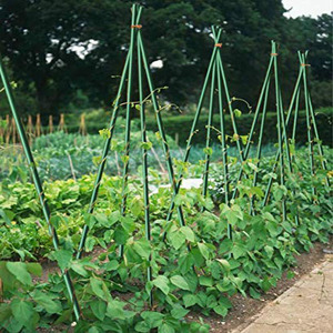 Agricultural Garden FRP Fiberglass Plant Stakes - Product Image 5