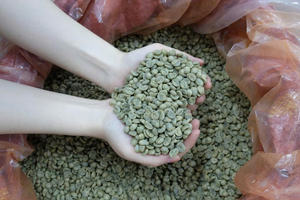 HANCOFFEE Proveedor Vietnamita, Nueva Cosecha 2026, Granos de Robusta Verdes - Precio Mayorista Más Bajo - Empaquetado en Bolsas de 60 kg/PP/Yute - Product Image 3