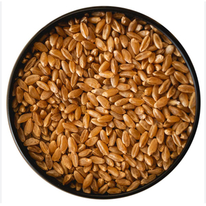 Venta al por Mayor de Granos de Trigo Blando de Primera Calidad, Grado Alimenticio, Listos para Enviar, el Mejor Stock para Exportación - Product Image 6