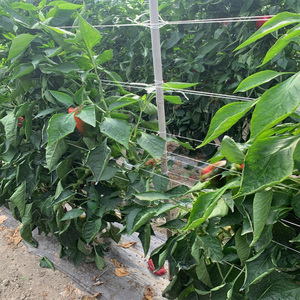 Never Rust Fiberglass <b>Support</b> Stakes for Pepper <b>Tomato</b> - Product Image 2