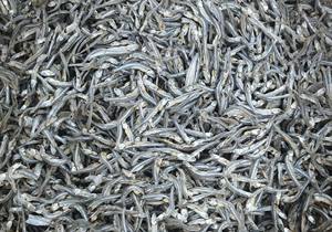 Anchoas Secas del Delta de Vietnam |   Fabricante Directo de Vietnam - Product Image 6