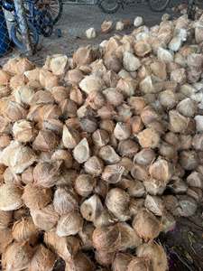 Coco maduro descascarado, coco seco, listo para exportación (WA +84914319488) Productor Tinimex - Product Image 5