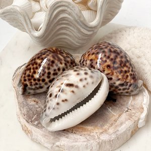 Conchas de mar de cauri a precio económico, muy vendidas, conchas marinas naturales de cauri de un productor de Vietnam. - Product Image 1