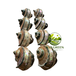 Conchas Marinas Pulimentadas a Granel para Decoración del Hogar, Tiendas con Temática de Playa, Diseñadores de Interiores y Proyectos Hoteleros - Product Image 2