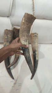 ฮอร์นดื่มแบบดิบดิบสไตล์สัตว์แกะสลักยาว15ถึง17นิ้ว - Product Image 2