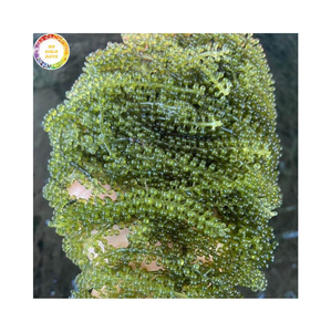 Uvas de Mar Frescas Naturales, Caviar Verde de Vietnam, Suministro a Granel, Uvas de Mar Comestibles, Ingrediente de Algas Marinas para Sushi, Ensaladas y Mariscos - Product Image 1