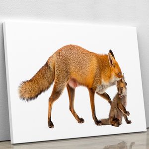 Mother Fox Carrying Cub Canvas Print or <b>Poster</b> Fencing Trellis & Gates Product Category - Product Image 2