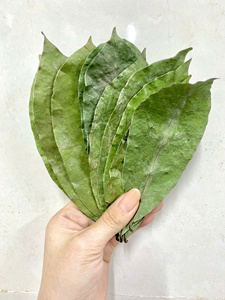 DRIED SOURSOP LEAVES GRAVIOLA HERBAL <b>TEA</b> BULK SUPPLIER NATURAL DETOX <b>SLIMMING</b> IMMUNE SUPPORT INGREDIENT VACUUM PACK BEST PRICE - Product Image 2