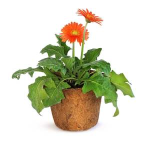 Pot de fleurs en fibre de coco biodégradable et écologique pour semis, pépinières et plantation en jardin - Product Image 5