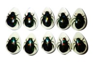 Cabochon en plastique en forme de poire, spécimen réel de scarabée coloré, taille 33x22 mm, fond plat, pour artisanat et fabrication de bijoux