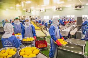 Premium Choice IQF Frozen Mango Slices from Vietnam Sweet Sliced Frozen Mango Chunks in <b>Vacuum</b> Pack for Food Markets - Product Image 3