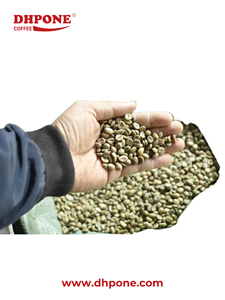 Grains de café vert Robusta vietnamien de qualité AA S16, polis ou non polis, en vrac - Product Image 2