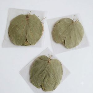ใบไม้กล้วยไม้เอเชียธรรมชาติพรีเมียม AQUA VRIKSHA สำหรับตู้ปลา ตู้ปลากัด ตู้กุ้ง | 11-15 ซม. | แพ็ค 12 ชิ้น - Product Image 4