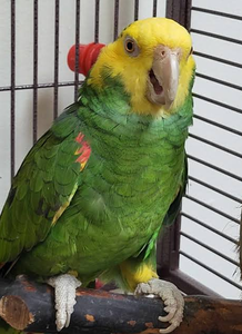 Yellow-Headed Amazon Parrot Live <b>Birds</b> for Aviculture Breeding Ornamental <b>Aviaries</b> and Wholesale Supply - Product Image 2