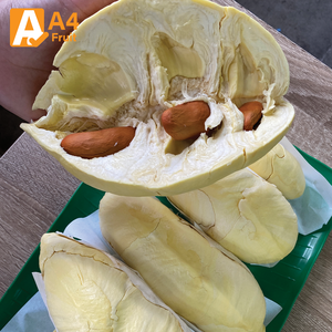 Durian Monthong thaïlandais frais, fruit entier |   Qualité supérieure |   Pulpe douce et crémeuse |   0,5 kg/fruits |   13,5 cm |   Khey Taladthai |   23 - Product Image 2