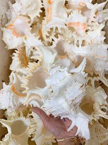 Vietnam Naturel Coquillage Martini Verre Shell Tasse 18 20cm Hauteur 8 10cm Diamètre 150 250ml Volume Mariages Noël Halloween - Product Image 3