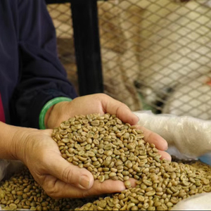 Specialty Robusta Green Coffee <b>Beans</b> Vietnam Size 18 ISO 22000 Certified 0.1% Black Broken TNFOOD Brand G1/G2 Grade Export - Product Image 1