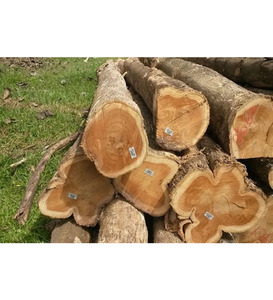 IROKOS <b>WOOD</b> PADOUK, SAWN TIMBER WENGE, DOUSSIE, SAPELLI, AZOBE, ZEBRANO ROUND <b>LOGS</b> AVAILABLE - Product Image 2