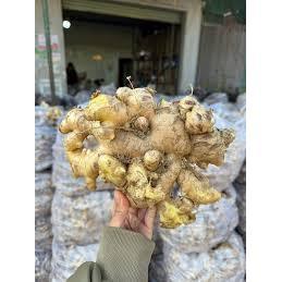 ขิงสดเจียไล เวียดนาม |   ขิงหอมและเผ็ดสำหรับส่งออก - Product Image 2
