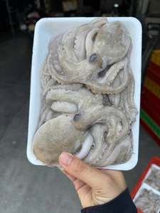 Pulpo Bebé Congelado, Suministro de Mariscos de Alta Calidad, Exportación a Granel - Product Image 6