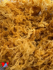 Exportateur en gros premium d'algues marines séchées brutes (Eucema cottonii) - Algues marines sauvages du Vietnam / Mme Lima - Product Image 3