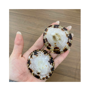Conchas de Limpet Pulimentadas Hechas en Vietnam, Venta al Por Mayor, Precio de Mayoreo, Personalizables, 100% Naturales, Ecológicas - Product Image 5