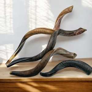 Cuerno de Shofar Kosher Pulido |   Corneta Religiosa Real Touch de Uttar Pradesh |   Chofar Judío - Product Image 4