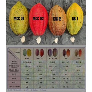 Fèves de cacao de qualité supérieure, vente en gros, approvisionnement en vrac, prêtes à être expédiées, produit d'exportation de haute qualité - Product Image 6