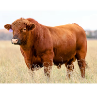 Fournisseur en gros de bétail Red Angus pour les éleveurs et les entreprises agricoles