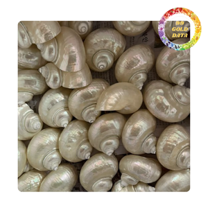Concha Natural Pulida con Tonos Blanco Perlado y Verde Turquesa para Proyectos de Manualidades Decorativas - Product Image 6