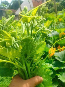 Feuilles de courge congelées 150g 250g, hachées, nettoyées, déchiquetées, feuilles d'Ugwu, fournisseur et exportateur du Vietnam ANGLE - Product Image 3