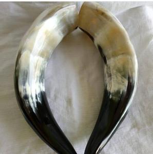 Corne à boire artisanale en corne de bœuf, authentique corne de vache et de buffle, cornes à boire vikings médiévales à prix abordables - Product Image 2