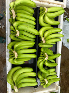 Plátanos Cavendish de Vietnam, calidad de exportación para los mercados del CCG y Oriente Medio - Product Image 2