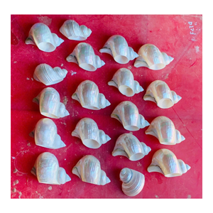 White Shell Napkin Ring Fast Ship From Viet Nam Decorative Dining Accessory for Restaurant Hotel and <b>Party</b> <b>Table</b> Settings - Product Image 6