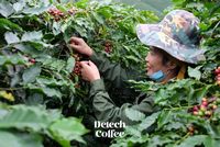 Café en Grains Arabica Vietnamien Torréfié de Qualité Supérieure Goût Neutre Certifié ISO Grade A+ Prix Compétitif Marque Privée