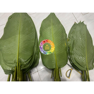 Feuilles de Dong fraîchement congelées du Vietnam - Emballage naturel pour la cuisine asiatique - Congélation IQF sous vide - Haute qualité à bas prix - Product Image 1