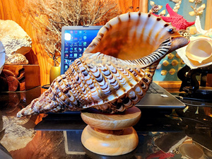 Coquilles de trompette naturelles en gros pour la décoration intérieure, la décoration d'aquarium, les centres de table de mariage, les présentations sur le thème de la plage et les créations artisanales - Product Image 5