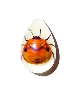 Cabujón de plástico con espécimen real de insecto floral, corte en forma de pera, parte superior de 33x22 mm, base plana brillante para manualidades y fabricación de joyas - Product Image 2
